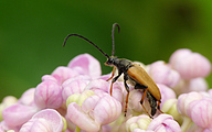 Longhorn Beetle (Corymbia rubra)